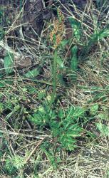 Botrychium australe.Mature plant with sterile and fertile laminae.
 Image: J.E. Braggins © John Braggins 1967 All rights reserved